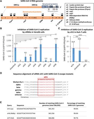 Selection and Validation of siRNAs Preventing Uptake and Replication of SARS-CoV-2